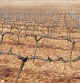 Viñas secas en el Penedès. Imágenes de Narcís Serrat