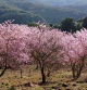 El florecimiento de los árboles frutales en Sant Llorenç del Munt. Imágenes de Narcís Serrat