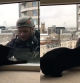 Este gato se lo ha pasado en grande con un trabajador
