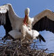 Pareja de cigüeñas en Torres de Segre.
