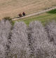 Cabalgando entre los almendros en flor en Verdú. Imágenes de Carme Molist Vidal