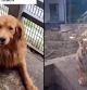 El increíble vínculo entre una golden retriever y una camada de bebés tigre huérfanos a los que amamanta