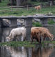 Vacas desayunando pasto junto al Ter bajo la lluvia en Manlleu. Imágenes de Carme Molist Vidal