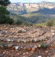 Laberint del Puig Rodó