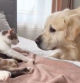 El perro se aproximó tiernamente hacia los gatitos