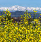 Colza en Gurb con el Puigmal nevado al fondo.