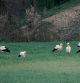 Cigüeñas descansando en un campo de Osona. Imágenes de Carme Molist Vidal