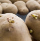La germinación es un proceso natural de la patata para garantizar una nueva producción.