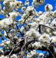 Cerezos en flor en Terrassa. Imágenes de Narcís Serrat