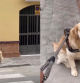 Intenta llevar a casa a su Golden Retriever y se convierte en misión imposible: