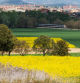 El tren de Rodalies saliendo de Vic con los campos de colza en primer plano.
