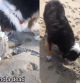 El emotivo gesto de un border collie al encontrar una tortuga muerta en la playa: “Innato”