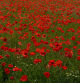 Campo de amapolas en Manlleu. Imágenes de Carme Molist Vidal