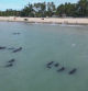 Una veintena de ballenas piloto quedan varadas cerca de una playa en el noreste de Brasil I VDD
