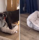 La hilarante reacción de un perro cuando el gato bebé de casa le roba la cama: 
