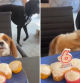 La hilarante reacción de un cavalier spaniel cuando su hermano intenta ayudarle a soplar las velas de cumpleaños