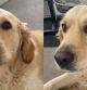 Juul, un golden retriever con miles de seguidores.