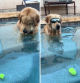 La hilarante lucha de dos golden retriever por rescatar una pelota de tenis del fondo de la piscina