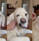 El golden retriever hace expresiones poco comunes con su rostro