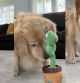 El golden retriever mirando fijamente al cactus