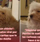 La habilidad de una simpática caniche para poner 'carita de chino' cuando su dueña se lo pide