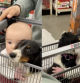 El bebé con su perro en el carro de la compra del supermercado