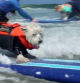 Perros surferos se preparan para el Surf-A-Thon en California