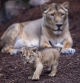 A lion cub, born on July 31, and mother 