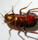 Cucaracha.