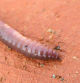 Lombriz de tierra. Imágenes de Isaura Marcos