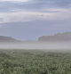 Niebla baja en los campos de Palamós, en el Baix Empordà, después de la lluvia de la noche. Imágenes de Miquel Galceran