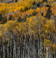 FISHLAKE NATIONAL FOREST, UT - OCTOBER 10: Thousands of Aspen trees turn bright red, yellow, and orange colors as fall arrives in the upper elevations of Fishlake National Forest on October 10, 2023 near the small town of Loa, Utah. Fishlake National Forest is home to the Pando Aspen Grove, the world's largest single organism (an Aspen clone) weighing 13 million pounds and consisting of over 40,000 trees spread across 106 acres. (Photo by George Rose/Getty Images)