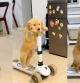 El divertido momento de un pequeño golden retriever que enternece a las redes: “Es adorable, ¡quiero uno!”