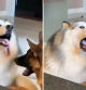 La hilarante reacción de un husky cuando le muerden la lengua: 