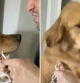 La emotiva escena en la que un golden retriever abraza a su amigo después de que se le rompa un cable: 