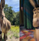Fallece Perry, el burro que inspiró al personaje de 'Shrek', a los 30 años