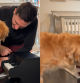 Enseña a su Golden Retriever a tocar el piano y las redes alucinan: “Golden Reethoven”