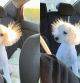 Lleva a su caniche a la peluquería pero en cuanto se sube al coche se le arruina el peinado: “Mordió un cable”
