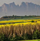 Montserrat con los campos de colza.