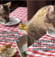 La tierna tradición de una familia que siempre sienta a la mesa a su gato para comer juntos: “Definitivamente la vida que deseo tener”