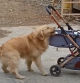 La cámara de seguridad graba la heroica reacción de un golden retriever al rescatar el carrito en movimiento de su hermanito humano: “Tan orgulloso”