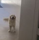 La reacción de un golden retriever al darse cuenta que tiene que subir por las escaleras por culpa del apagón: “El mío tampoco quería”