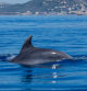 Espectacular avistamiento de un grupo de delfines en las islas Medes, imágenes captadas por la lectora Carme Molist Vidal. Varios ejemplares de estos mamíferos cetáceos se han dejado ver en una calurosa jornada frente a L'Estartit.