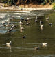 Palomas refrescándose en el Ter en Osona.