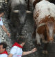 San Fermín 2025, séptimo encierro con varias cornadas | Parte médico, heridos y resumen de los toros de Sanfermines hoy, domingo