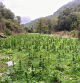 Plantación de marihuana hallada por los Mossos d'Esquadra en Pontils (Tarragona)