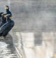 Cormoranes entre el humo ártico del Ter.