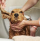 ¿Bañas a tu perro frecuentemente? El Kennel Club pide encarecidamente que no lo hagas: “Puede tener un efecto perjudicial en su pelaje”