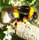Reina de Bombus terrestris.