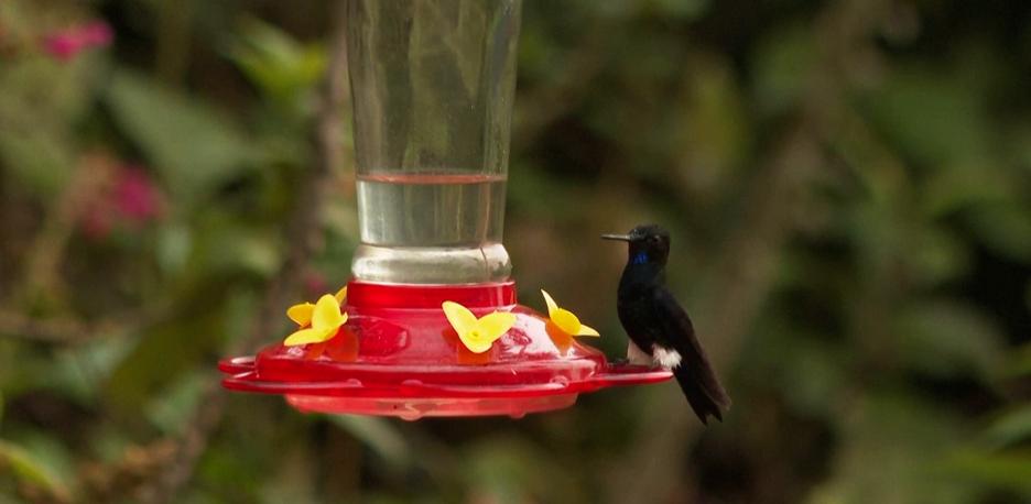 La Reserva de Yanacocha, el último refugio del zamarrito pechinegro
